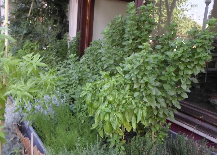 Πανσιόν Piatsa Michalis 4*